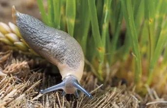 Les céréales sont sensibles aux attaques de limaces du semis jusqu’au stade 3-4 feuilles.