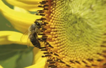 Le tournesol fournit une nourriture abondante en été aux pollinisateurs et aux insectes auxiliaires des cultures.