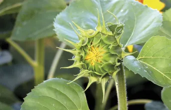 Un peuplement homogène de 5 à 7 pieds par m² est l’un des états clés favorables à l’obtention d’un tournesol robuste.