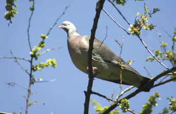 Les dégâts d’oiseaux précoces sont un problème majeur pour les producteurs de tournesol. Les corvidés peuvent s’attaquer aux graines et les colombidés aux plants en train de lever. Le pigeon ramier est la principale espèce déprédatrice au niveau national.