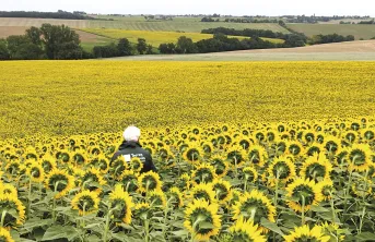 95% des variétés sont peu ou très peu sensibles au phomopsis.