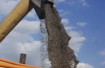 Le marché du tournesol subit l’influence combinée des marchés des huiles de palme, de soja et de colza, des marchés des tourteaux de soja et de colza, et indirectement du marché du pétrole (via le biogazole).