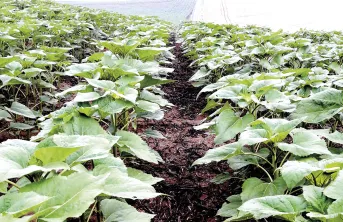 Fondamentaux techniques pour réussir le tournesol