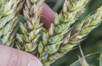 Deux espèces du genre Fusarium, F. graminearum et F. poae, sont à l’origine de fusariotoxines contaminant les blés français.