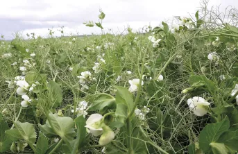 L’indice de nutrition azotée des pois a été suivi dans 152 parcelles d’agriculteurs afin de déterminer les facteurs qui limitent précocement le potentiel de rendement de cette culture.