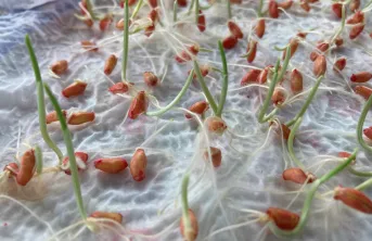 il suffit de 5 à 6 jours pour réaliser un test de germination