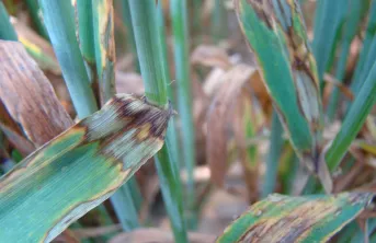 La rhynchosporiose de l'orge se manifeste par une lisière brune dès le tallage.