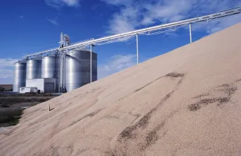 Les stocks de céréales bio à la fin de la campagne 2023/2024 devraient atteindre des niveaux records, entraînant des déclassements des récoltes bio en conventionnel.
