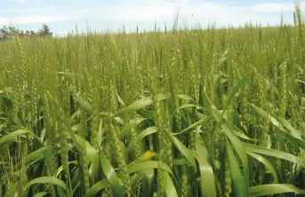 De plus en plus de pays autorisent l’importation de farine de blé HB4, blé OGM rendu résistant à la sécheresse et au glufosinate d’ammonium.