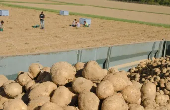 Les Nations-Unies viennent de décréter le 30 mai journée internationale de la pomme de terre.