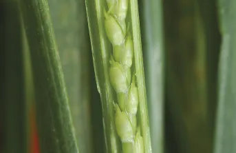 La sélection de variétés de blé tendre plus performantes pour valoriser l’azote a permis de limiter la baisse des teneurs en protéines consécutives au progrès génétique sur le rendement.