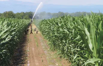 La ferme étudiée dans ces projets de transition « bas carbone » se situe en Alsace. On y produit avant tout du maïs (irrigué), et dans une moindre mesure du blé et du soja (irrigué).