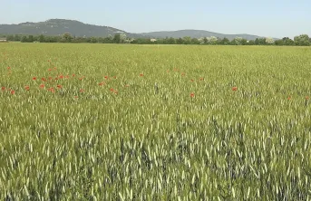 Le projet BIODUR-PACA s’appuie, entre autres, sur un observatoire de mesures dans des parcelles de blé dur bio cultivées par des agriculteurs. 