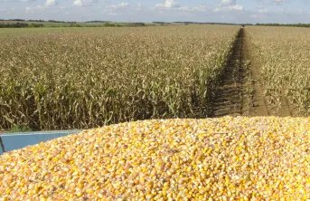 Les surfaces de maïs progresseraient d’environ 150 000 ha en 2024.