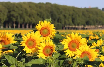 Dans le Grand Est, la sole de tournesol bio est passée de 220 ha en 2015, à 5100 ha en 2022.