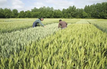 Le choix des variétés de blé tendre s’opère parmi un large choix en s’appuyant sur les débouchés et les contraintes pédoclimatiques locales.