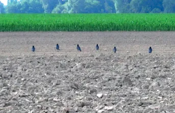 Le point sur la lutte contre les corvidés à l'implantation du maïs