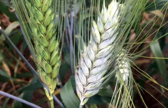 Nouveaux critères "Qualité" pour le blé dur. Nouvelles variétés