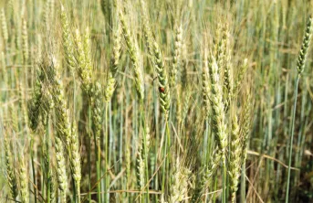 Performances des variétés de blé tendre d'hiver conduites en AB
