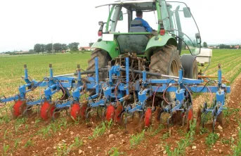 Faut-il désherber le maïs en mixant herbicide et binage, tout chimique, ou tout binage?