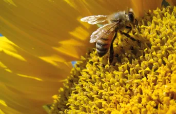 Les tournesols nourrissent-ils moins bien les abeilles ?