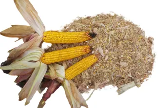 Récolter et valoriser l'ensilage de maïs épi