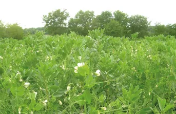 Valoriser l’azote des couverts pour la culture suivante