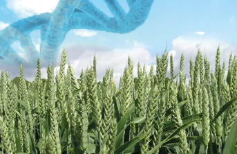 La génétique au service de l'innovation variétale en blé