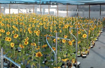 Améliorer les variétés de tournesol grâce à la modélisation