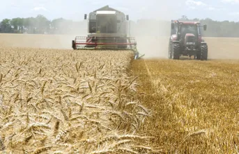 Les variétés de blé actuelles produisent-elles plus de gluten ?