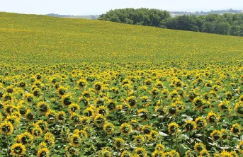 Conditions de rentabilité de l'introduction d'un tournesol