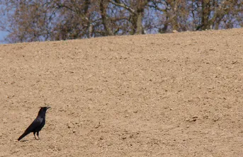 Etat des lieux de la protection des maïs contre les corvidés