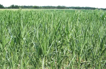 Bilan de campagne des maïs grain et fourrage