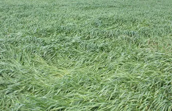 Trois facteurs augmentent le risque de verse en blé tendre d'hiver