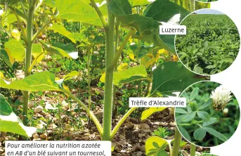 Des légumineuses pour améliorer la nutrition azotée du blé bio