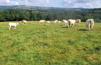 Détruire une prairie sans désherbant total et sans labourer