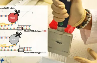 Génétique et sélection: un outil d'édition génomique plus polyvalent