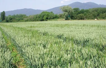 Arvalis fait le point sur les variétés de blé tendre bio