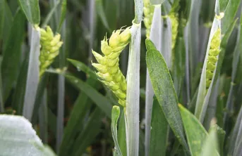 Nouvelles variétés de blé tendre en 2021 (conduite conventionnelle)