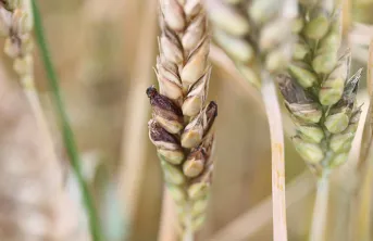 La récolte de blé 2021 est déjà concernée par la nouvelle réglementation sur l'ergot