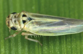 Lutter contre les cicadelles non vectrices de virus en maïs