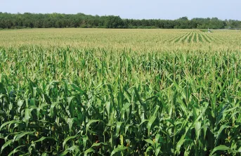 Conduite du maïs grain sous l'effet du réchauffement du climat