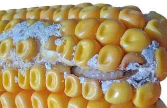 Estimer & limiter la contamination aux fumonisines du maïs grain