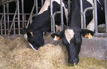 Des rations pour vaches laitières avec 30 ou 50% d'herbe ensilée