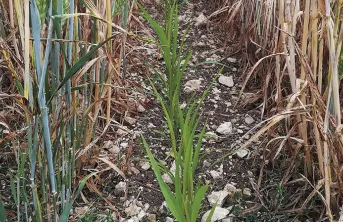 Le couple orge d'hiver-sorgho, un bon combo en relay cropping