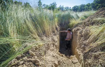 Le Kernza en France: conduite et débouchés de cette céréale pérenne