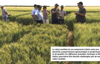 23 variétés de blé dur évaluées par Arvalis