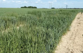 Suivi des variétés de blé tendre inscrites en 2021