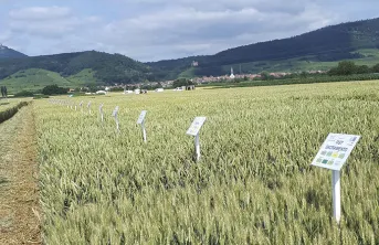 23 blés tendres panifiables supérieurs inscrits en 2022