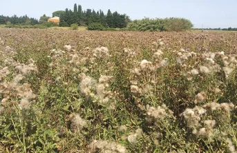 Chardon en AB : l'épuiser ou l'étouffer?